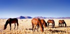 Namībija ir valsts Āfrikas dienvidrietumu piekrastē, kuras dzīvē daba neatstāj vienaldzīgu nevienu dabas mīļotāju. Foto: www.namibiatourism.com 5