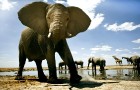 Namībija ir valsts Āfrikas dienvidrietumu piekrastē, kuras dzīvē daba neatstāj vienaldzīgu nevienu dabas mīļotāju. Foto: www.namibiatourism.com 7