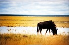Namībija ir valsts Āfrikas dienvidrietumu piekrastē, kuras dzīvē daba neatstāj vienaldzīgu nevienu dabas mīļotāju. Foto: www.namibiatourism.com 16