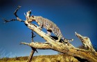 Namībija ir valsts Āfrikas dienvidrietumu piekrastē, kuras dzīvē daba neatstāj vienaldzīgu nevienu dabas mīļotāju. Foto: www.namibiatourism.com 17