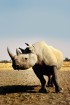 Namībija ir valsts Āfrikas dienvidrietumu piekrastē, kuras dzīvē daba neatstāj vienaldzīgu nevienu dabas mīļotāju. Foto: www.namibiatourism.com 28