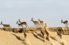 Namībija ir valsts Āfrikas dienvidrietumu piekrastē, kuras dzīvē daba neatstāj vienaldzīgu nevienu dabas mīļotāju. Foto: www.namibiatourism.com 32