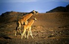 Namībija ir valsts Āfrikas dienvidrietumu piekrastē, kuras dzīvē daba neatstāj vienaldzīgu nevienu dabas mīļotāju. Foto: www.namibiatourism.com 34