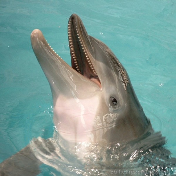 Saulainā Florida, kur saule spīd 300 dienas gadā, spēj apburt ikvienu. Foto: www.visitclearwaterflorida.com Saulainā Florida, kur saule spīd 300 dienas gadā, spēj apburt ikvienu. Foto: www.visitclearwaterflorida.com 82978