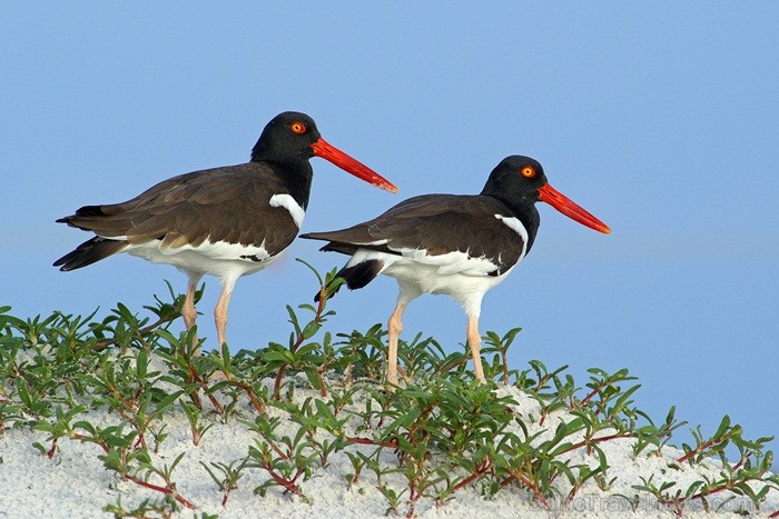 Saulainā Florida, kur saule spīd 300 dienas gadā, spēj apburt ikvienu. Foto: www.visitclearwaterflorida.com 83034