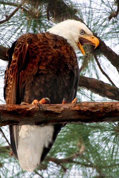 Saulainā Florida, kur saule spīd 300 dienas gadā, spēj apburt ikvienu. Foto: www.visitclearwaterflorida.com 83035