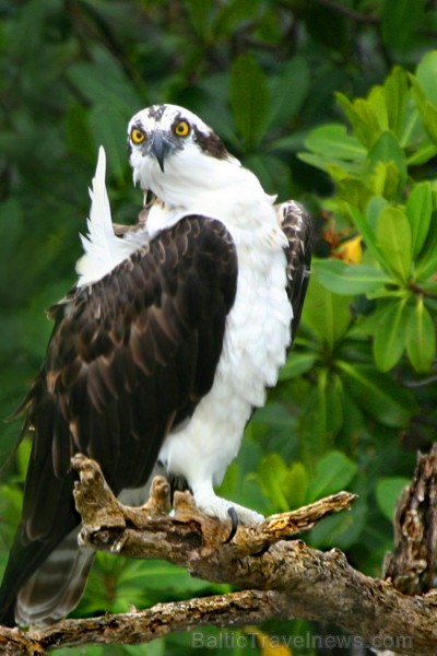 Saulainā Florida, kur saule spīd 300 dienas gadā, spēj apburt ikvienu. Foto: www.visitclearwaterflorida.com 83043