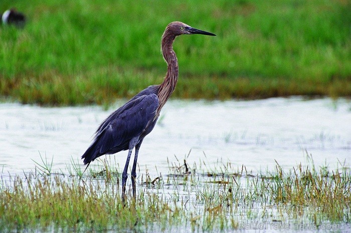 Saulainā Florida, kur saule spīd 300 dienas gadā, spēj apburt ikvienu. Foto: www.visitclearwaterflorida.com 83047