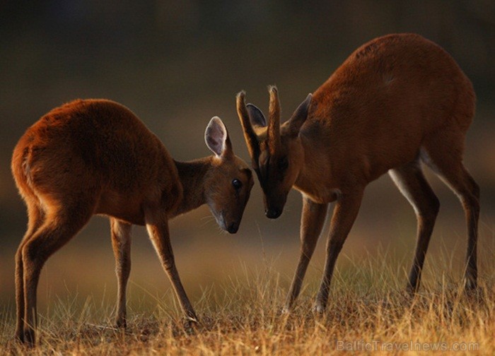 Eksotiskā Taizemes daba un fauna atklāj savu skaistuma virpuli. Foto: www.tourismthailand.org 83282