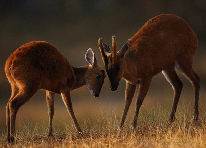 Eksotiskā Taizemes daba un fauna atklāj savu skaistuma virpuli. Foto: www.tourismthailand.org 83282