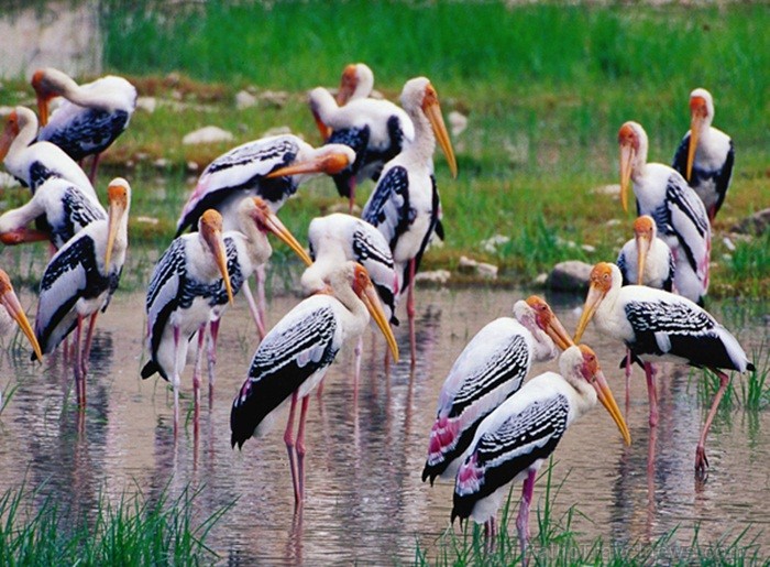 Eksotiskā Taizemes daba un fauna atklāj savu skaistuma virpuli. Foto: www.tourismthailand.org 83301