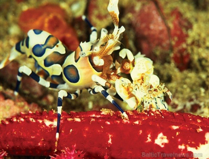 Eksotiskā Taizemes daba un fauna atklāj savu skaistuma virpuli. Foto: www.tourismthailand.org 83303