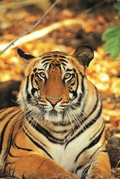 Indija apbur un ļauj paraudzīties uz tās dabu un kultūru no cita skatu punkta. Foto: www.india-tourism.com Indija apbur un ļauj paraudzīties uz tās dabu un kultūru no cita skatu punkta. Foto: www.india-tourism.com 83365