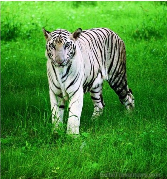 Indija apbur un ļauj paraudzīties uz tās dabu un kultūru no cita skatu punkta. Foto: www.india-tourism.com Indija apbur un ļauj paraudzīties uz tās dabu un kultūru no cita skatu punkta. Foto: www.india-tourism.com 83369