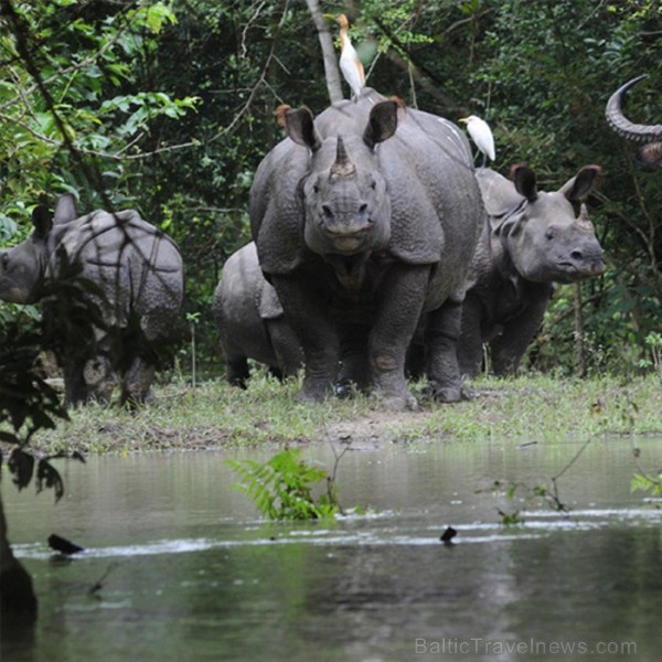 Asama ir skaists un daudzveidīgs štats Indijas ziemeļaustrumos. Foto: www.assamtourism.org 83775