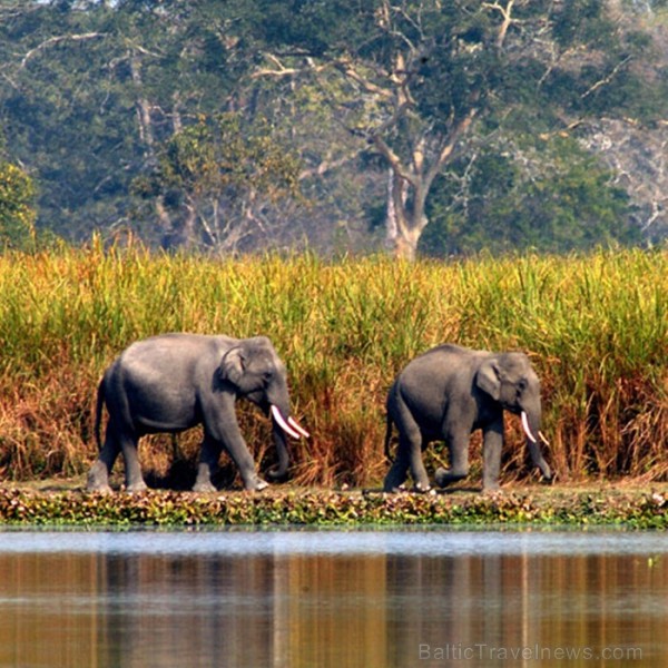 Asama ir skaists un daudzveidīgs štats Indijas ziemeļaustrumos. Foto: www.assamtourism.org 83797