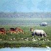 Asama ir skaists un daudzveidīgs štats Indijas ziemeļaustrumos. Foto: www.assamtourism.org 11