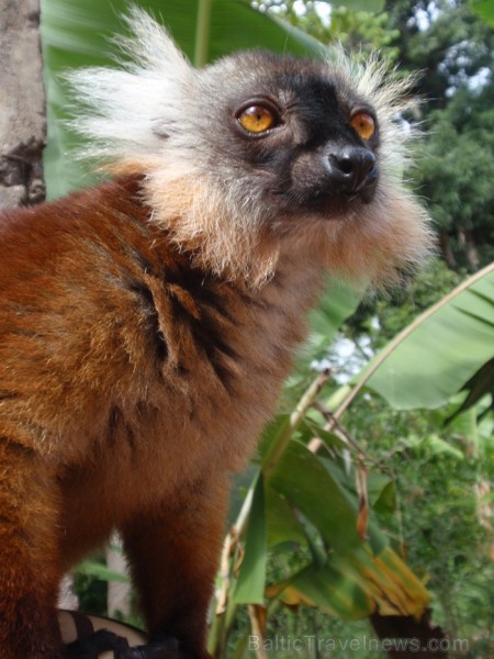 Madagaskaras sala Nosy Be jeb Lielā sala piedāvā tās viesiem plašu dabas un augu dažādību. Foto:  www.a-sono.lv 84094