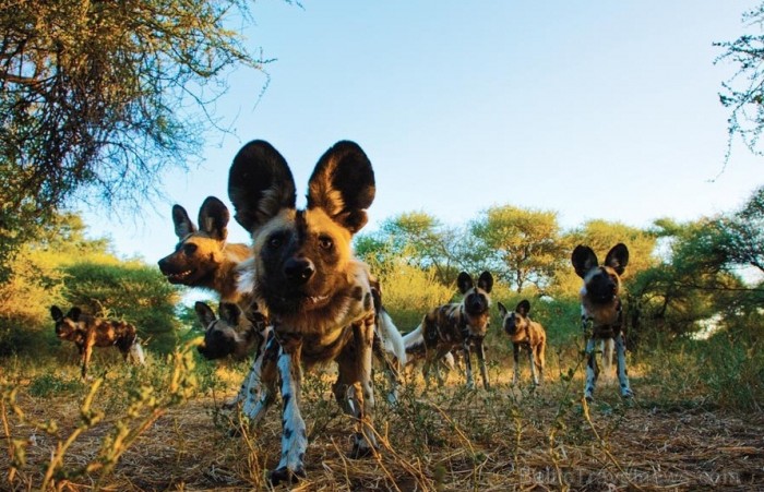 Āfrikas kontinentā Botsvāna ir labi zināma ar saviem mežonīgajiem apgabaliem un savvaļu. Foto: www.botswanatourism.co.bw 84282
