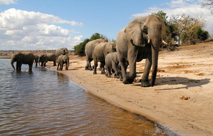 Āfrikas kontinentā Botsvāna ir labi zināma ar saviem mežonīgajiem apgabaliem un savvaļu. Foto: www.botswanatourism.co.bw 84286