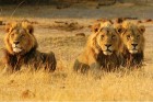 Āfrikas kontinentā Botsvāna ir labi zināma ar saviem mežonīgajiem apgabaliem un savvaļu. Foto: www.botswanatourism.co.bw 1
