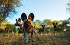 Āfrikas kontinentā Botsvāna ir labi zināma ar saviem mežonīgajiem apgabaliem un savvaļu. Foto: www.botswanatourism.co.bw 16
