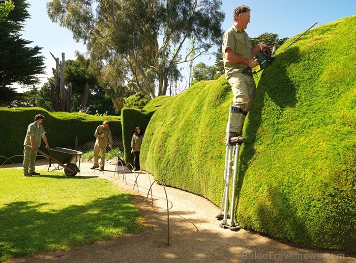 Morningtonas pussala atrodas Austrālijā un tā spēj pārsteigt ar grandioziem 19.gs. dārziem un neskartiem krūmājiem. Foto: www.visitmorningtonpeninsula 84487