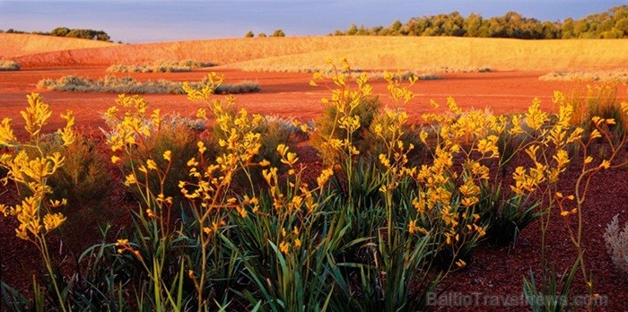 Morningtonas pussala atrodas Austrālijā un tā spēj pārsteigt ar grandioziem 19.gs. dārziem un neskartiem krūmājiem. Foto: www.visitmorningtonpeninsula Morningtonas pussala atrodas Austrālijā un tā spēj pārsteigt ar grandioziem 19.gs. dārziem un neskartiem krūmājiem. Foto: www.visitmorningtonpeninsula 84497