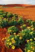 Morningtonas pussala atrodas Austrālijā un tā spēj pārsteigt ar grandioziem 19.gs. dārziem un neskartiem krūmājiem. Foto: www.visitmorningtonpeninsula 16