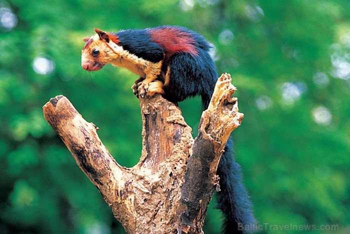 Kerala ir viens no Indijas štatiem, kas atrodas Indostānas pussalas dienvidos un Keralu sauc par Dievu, maģijas un garšvielu zemi. Foto:www.keralatour Kerala ir viens no Indijas štatiem, kas atrodas Indostānas pussalas dienvidos un Keralu sauc par Dievu, maģijas un garšvielu zemi. Foto:www.keralatour 84721