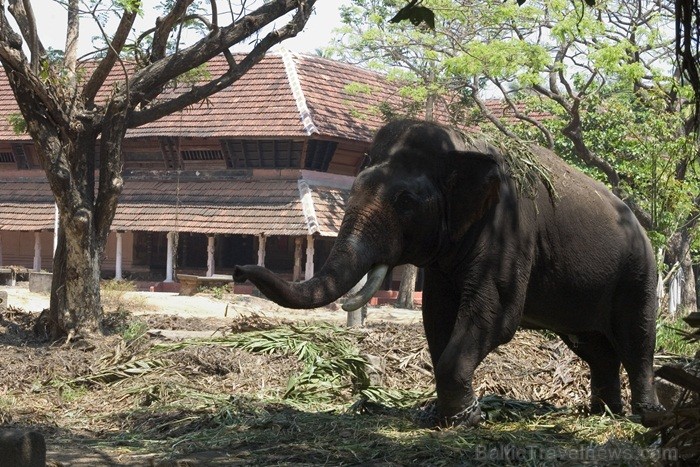 Kerala ir viens no Indijas štatiem, kas atrodas Indostānas pussalas dienvidos un Keralu sauc par Dievu, maģijas un garšvielu zemi. Foto:www.keralatour Kerala ir viens no Indijas štatiem, kas atrodas Indostānas pussalas dienvidos un Keralu sauc par Dievu, maģijas un garšvielu zemi. Foto:www.keralatour 84732