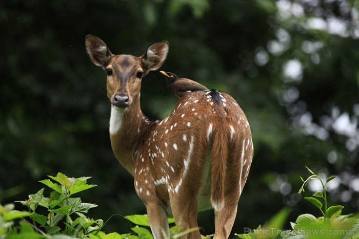 Kerala ir viens no Indijas štatiem, kas atrodas Indostānas pussalas dienvidos un Keralu sauc par Dievu, maģijas un garšvielu zemi. Foto:www.keralatour Kerala ir viens no Indijas štatiem, kas atrodas Indostānas pussalas dienvidos un Keralu sauc par Dievu, maģijas un garšvielu zemi. Foto:www.keralatour 84741