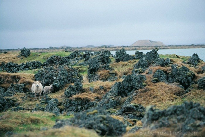 Islande jeb Īslande ir salu valsts Atlantijas okeāna ziemeļos starp Grenlandi, Norvēģiju un Britu salām. Foto: www.icelandtouristboard.com Islande jeb Īslande ir salu valsts Atlantijas okeāna ziemeļos starp Grenlandi, Norvēģiju un Britu salām. Foto: www.icelandtouristboard.com 85151