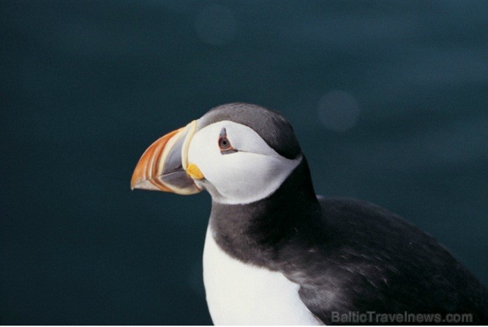 Islande jeb Īslande ir salu valsts Atlantijas okeāna ziemeļos starp Grenlandi, Norvēģiju un Britu salām. Foto: www.icelandtouristboard.com Islande jeb Īslande ir salu valsts Atlantijas okeāna ziemeļos starp Grenlandi, Norvēģiju un Britu salām. Foto: www.icelandtouristboard.com 85169