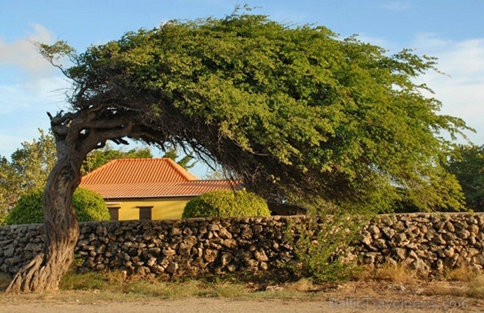 Aruba ir 33km gara sala Mazo Antiļu salu grupā, kas kopā ar Nīderlandi, Sintmārtenu un Kirasao veido Nīderlandes karalisti. Foto: www.aruba.com Aruba ir 33km gara sala Mazo Antiļu salu grupā, kas kopā ar Nīderlandi, Sintmārtenu un Kirasao veido Nīderlandes karalisti. Foto: www.aruba.com 85361