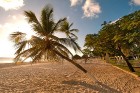 Aruba ir 33km gara sala Mazo Antiļu salu grupā, kas kopā ar Nīderlandi, Sintmārtenu un Kirasao veido Nīderlandes karalisti. Foto: www.aruba.com 34