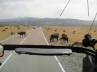 Govis uz ceļa nejūtas traucētas... Foto: www.remirotravel.lv 33
