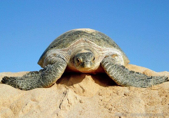 Omānas Sultanāts tiek dēvēts par vienu no tradicionālākajām un skaistākajām arābu zemēm. Foto: Oman Ministry of Tourism 86792