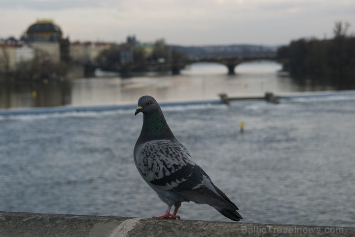 Karaliskā Čehija.. Vēsturiska, bagāta ar dažādu stilu arhitektūru, filmu režisoru iemīļota, pazīstama kā valsts, kurā ir vienas no labākajām alus šķir Karaliskā Čehija.. Vēsturiska, bagāta ar dažādu stilu arhitektūru, filmu režisoru iemīļota, pazīstama kā valsts, kurā ir vienas no labākajām alus šķir 87048