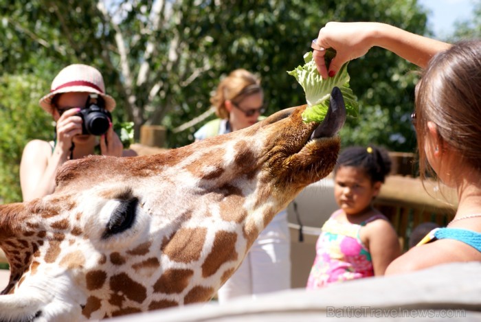 Par atsevišķu samaksu žirafes ir iespējams arī pabarot. www.colorado.com 87624