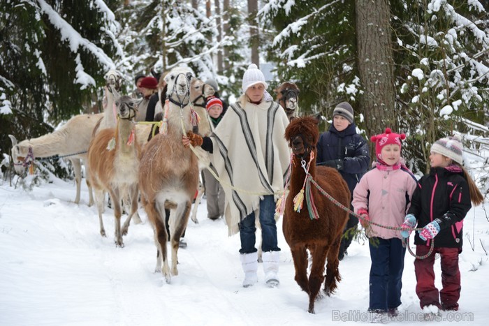 Atpūtas komplekss Rakši ziemā piedāvā izbraucienus ar kamieļiem, pastaigas kopā ar lamām, izbraukumus ar sniega motocikliem un citas aktivitātes svaig 88526