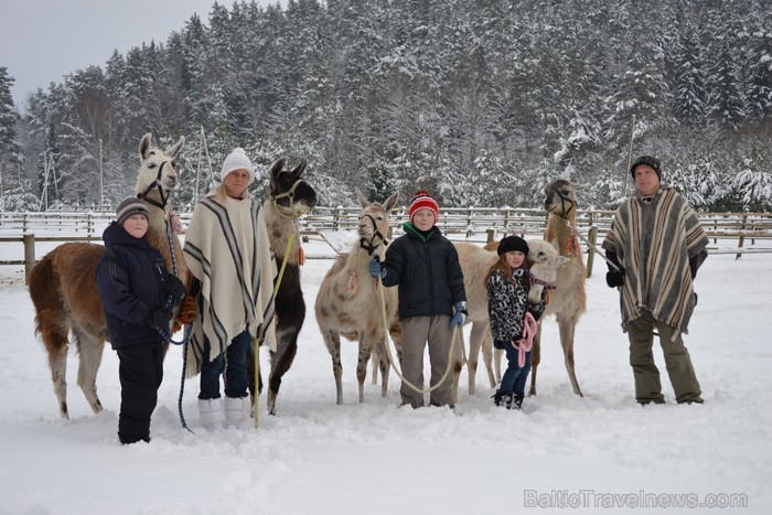 Atpūtas komplekss Rakši ziemā piedāvā izbraucienus ar kamieļiem, pastaigas kopā ar lamām, izbraukumus ar sniega motocikliem un citas aktivitātes svaig 88530