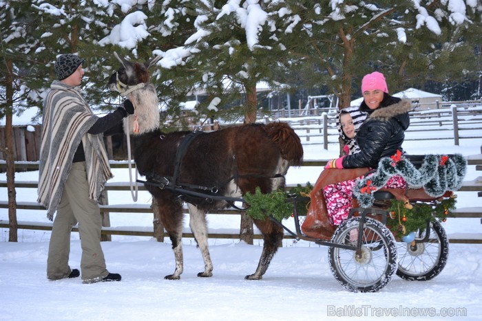 Atpūtas komplekss Rakši ziemā piedāvā izbraucienus ar kamieļiem, pastaigas kopā ar lamām, izbraukumus ar sniega motocikliem un citas aktivitātes svaig 88535