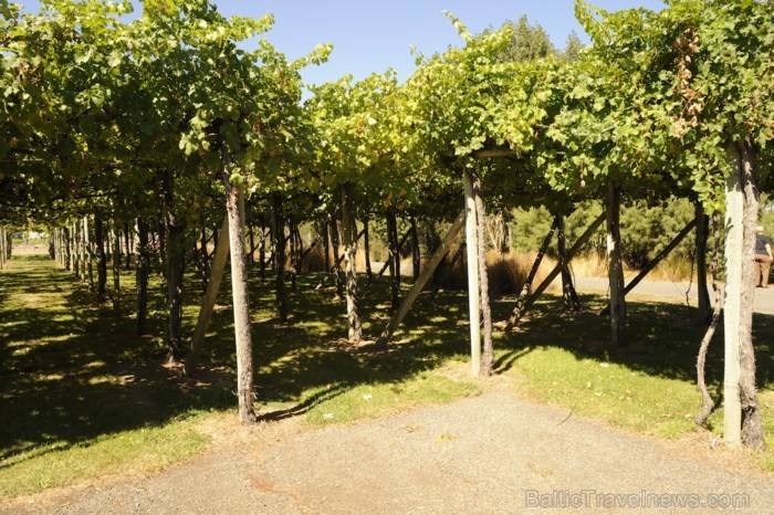 Dienvidsalas apmeklējuma aplis sākās ar vīnu darītavām - Blenheim. Tur var degustēt visaugstākās klases vīnus Jaunzēlandē - www.traveltime.lv Dienvidsalas apmeklējuma aplis sākās ar vīnu darītavām - Blenheim. Tur var degustēt visaugstākās klases vīnus Jaunzēlandē - www.traveltime.lv 89468
