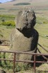Šis ir vienīgais sēdošais Moai pa visu salu. Visi pārējie Moai ir stāvošā pozīcijā - www.traveltime.lv 8