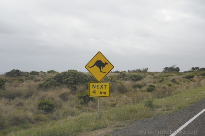 Visā Austrālijā ir šādas zīmes, lai brīdinātu, ka ir jāuzmanās no ķenguriem uz ceļa - www.traveltime.lv Visā Austrālijā ir šādas zīmes, lai brīdinātu, ka ir jāuzmanās no ķenguriem uz ceļa - www.traveltime.lv 89573