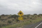 Visā Austrālijā ir šādas zīmes, lai brīdinātu, ka ir jāuzmanās no ķenguriem uz ceļa - www.traveltime.lv 8
