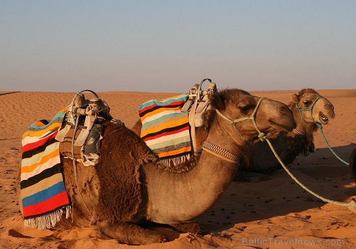Dodies ar kamieli iepazīt Sahāras saullēktu Tunisijā. Vairāk informācijas par Tunisiju kā tūrisma galamērķi www.tourisme.gov.tn 90040