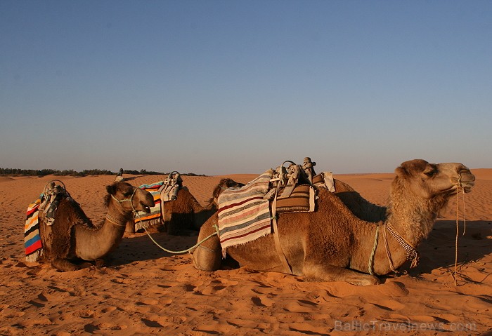 Dodies ar kamieli iepazīt Sahāras saullēktu Tunisijā. Vairāk informācijas par Tunisiju kā tūrisma galamērķi www.tourisme.gov.tn Dodies ar kamieli iepazīt Sahāras saullēktu Tunisijā. Vairāk informācijas par Tunisiju kā tūrisma galamērķi www.tourisme.gov.tn 90041