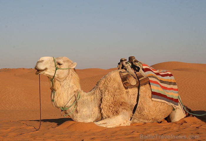 Dodies ar kamieli iepazīt Sahāras saullēktu Tunisijā. Vairāk informācijas par Tunisiju kā tūrisma galamērķi www.tourisme.gov.tn Dodies ar kamieli iepazīt Sahāras saullēktu Tunisijā. Vairāk informācijas par Tunisiju kā tūrisma galamērķi www.tourisme.gov.tn 90049